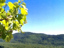 Wein und Aussicht 