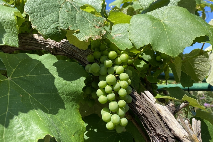 Wein wächst sozusagen in den Mund