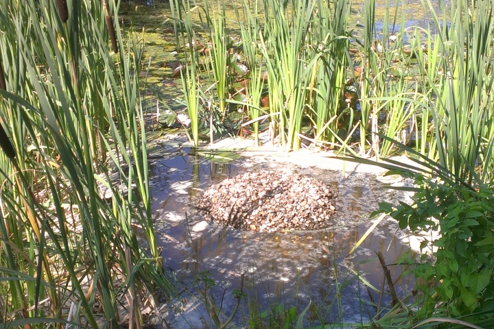 Schildkröteninsel