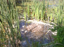 Schildkröteninsel