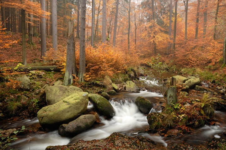 Das Ilsetal bei Ilsenburg
