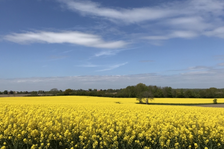 Rapsblüte im April