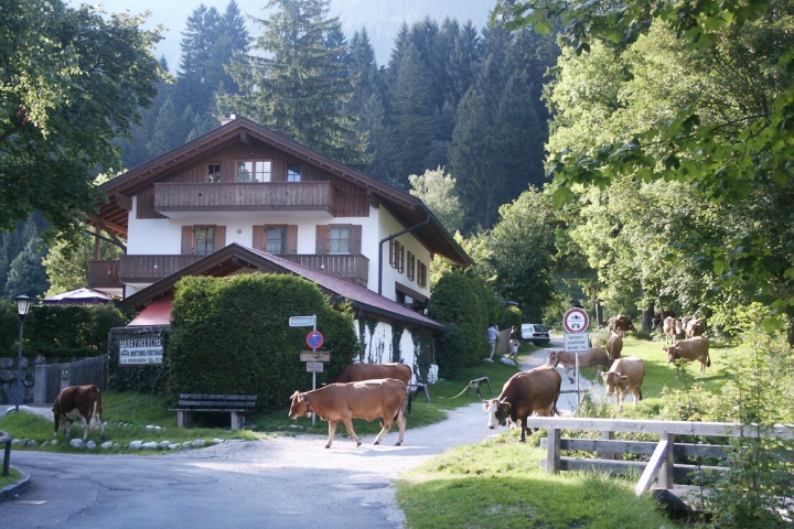 Ferienwohnungen vor Zugspitze und Karwendel | Ansicht mit Kuhabtrieb
