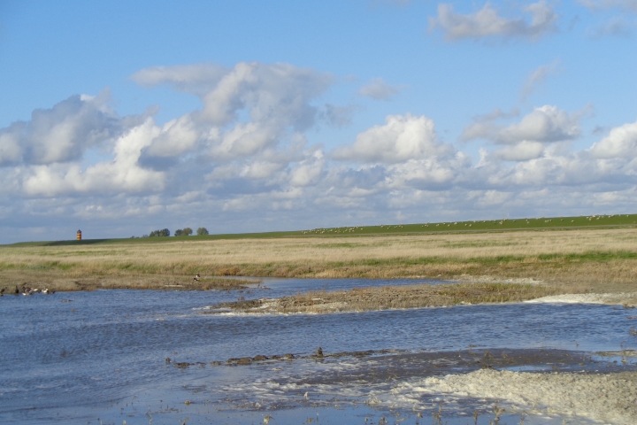 Deichvorland bei Pilsum