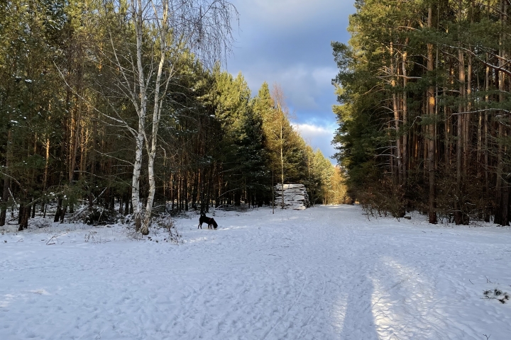 Winterwald