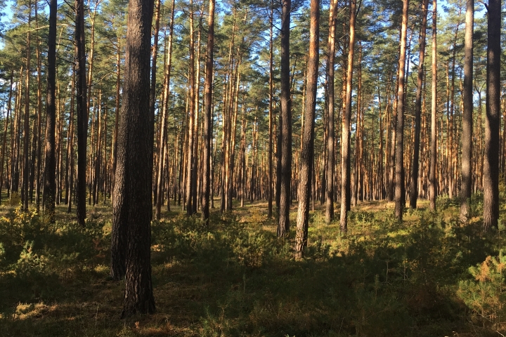 Im Basdorfer Wald