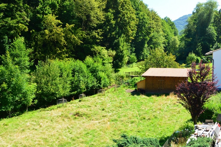 Blick zum Weiher in die Natur