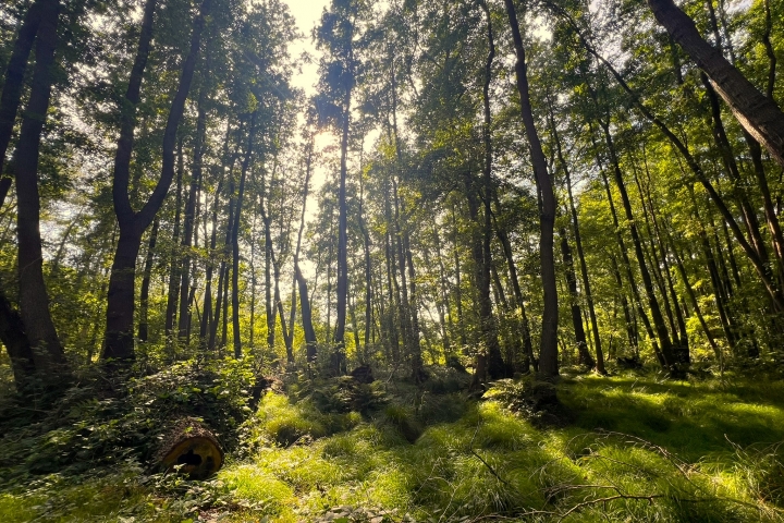 Küstenwald am Ferienhaus