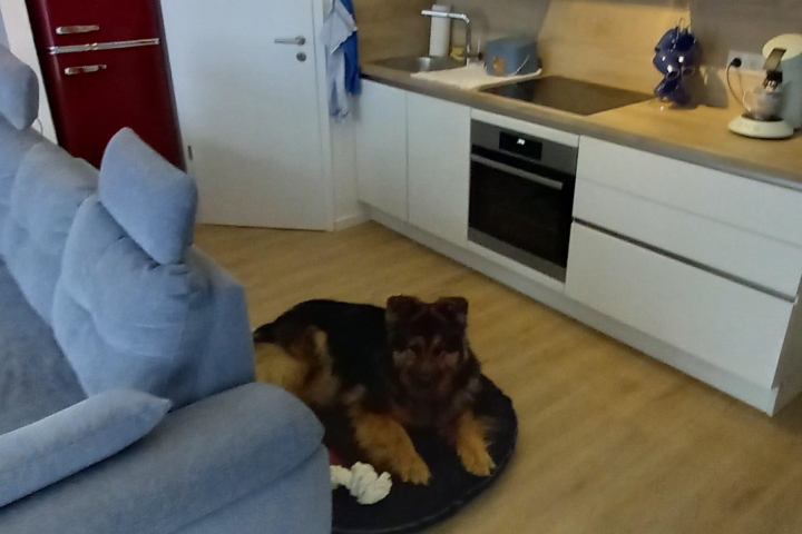 Großes Hundebett für Ihren besten Freund