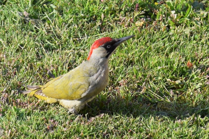 Grünspecht im Garten