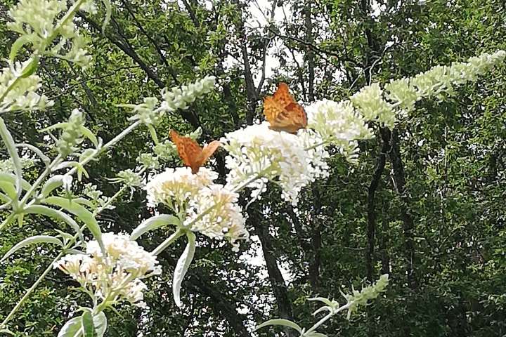Kaisermantel Schmetterlinge