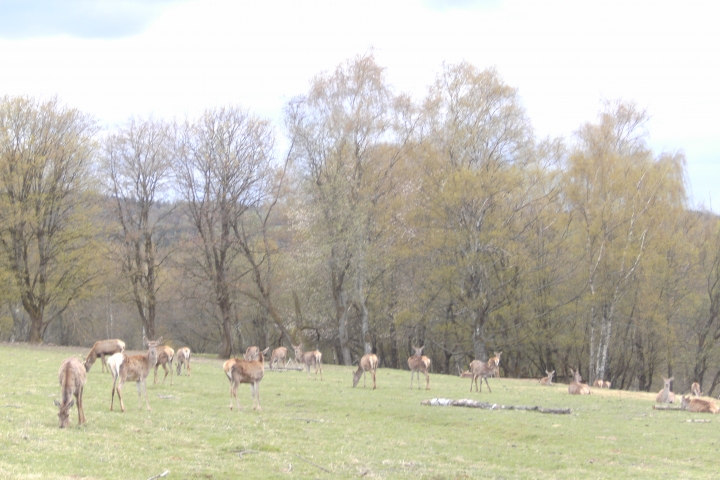 Rotwildherde