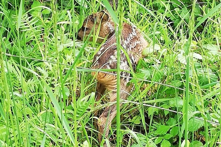 verwaistes Kitz im Garten - konnte gerettet werden!