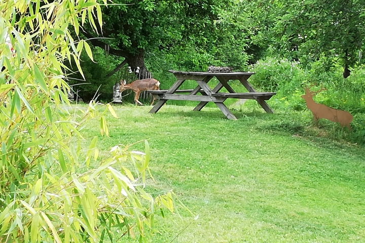 Rehe im Garten - eines davon ist echt!