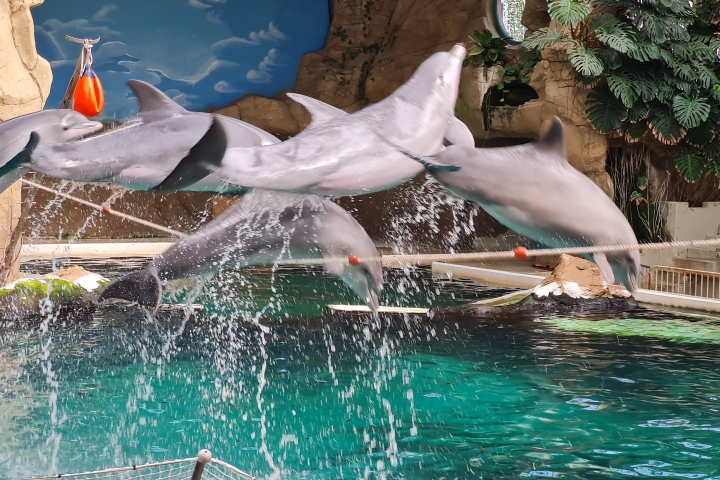 Delphinarium im Zoo Duisburg