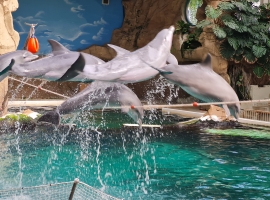 Delphinarium im Zoo Duisburg