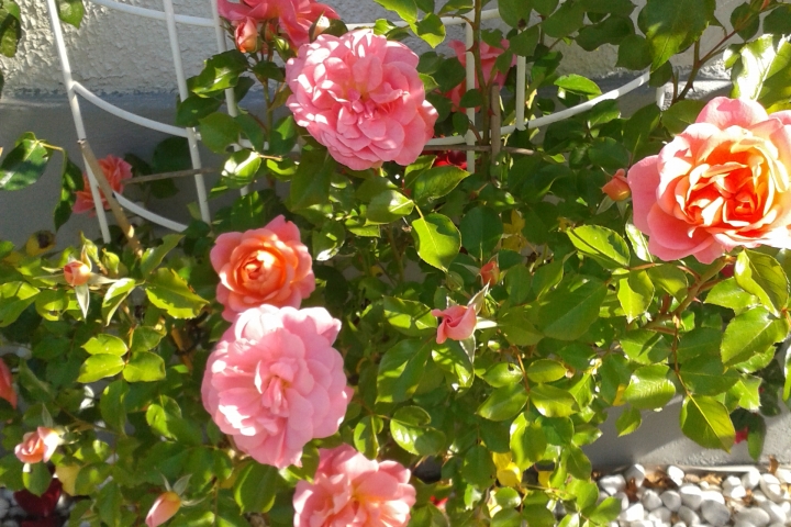 Frühjahrsblüte