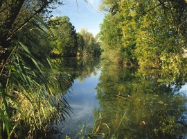 die Tauber in Lauda