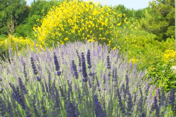 Lavendel