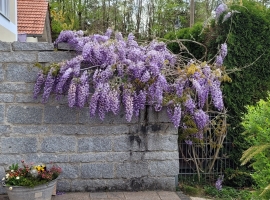 Treten Sie ein in Ihr privates Blütenparadies auf der sonnendurchfluteten Terrasse!