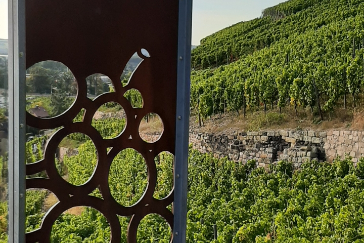 Bischofsberg, schönste Einsicht am Staatsweingut Schloss Wackerbarth