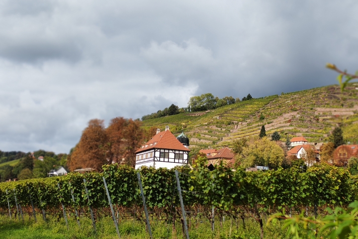 Radebeul, Weinlandschaft, Schloss Hoflössnitz