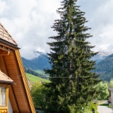 Dolomiti Dreams