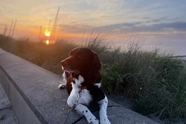 Unsere Emma im Sonnenuntergang an der Promenade