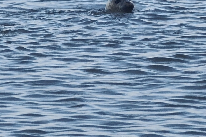 Robbe im Hafenbecken 