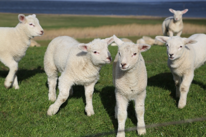 Lämmer auf dem Deich vorm Haus