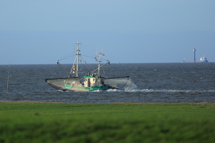 Krabbenkutter direkt vorm Deich