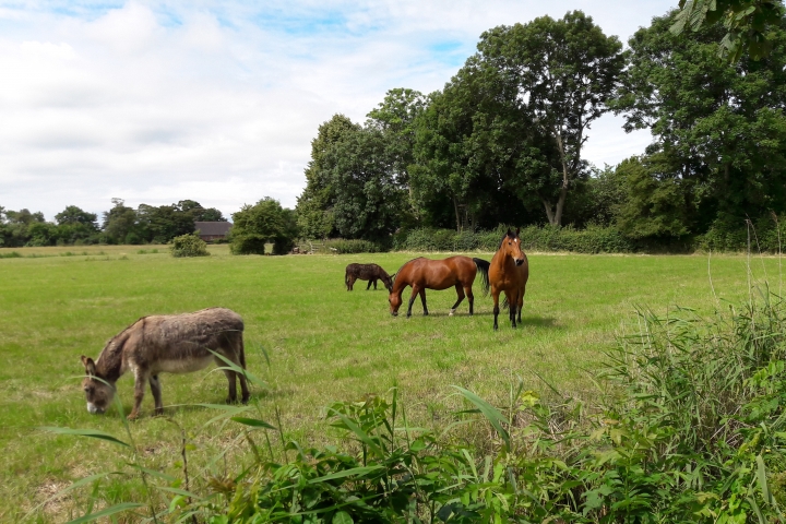 Pferdeweide direkt am Haus