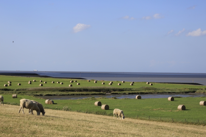 Deichvorland vorm Haus