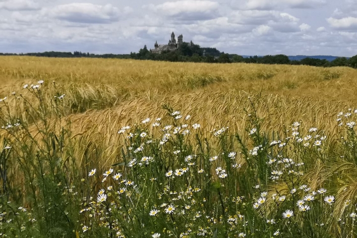 Schloß aus Richtung Tiergaraten