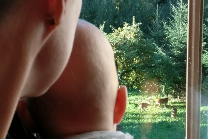 Mit etwas Glück stehen auch mal Rehe vor dem Fenster der Ferienwohnung
