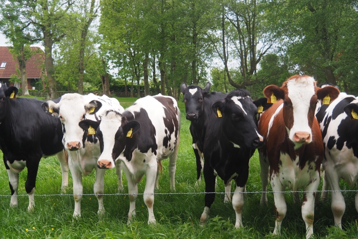 Neugierige Jungrinder am Weidezaun nebenan