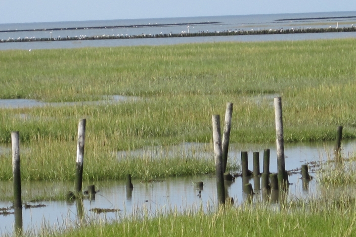 Nationalpark Wattenmeer - Salzwiese, Rastplatz für die Seevögel