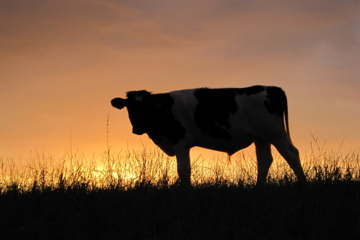 Abendstimmung am Deich direkt vor der Haustür