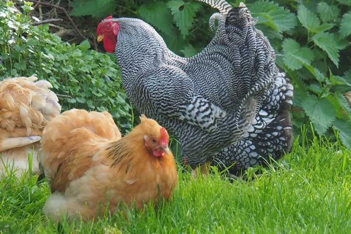 Unser Hahn Leopold mit Gefolge