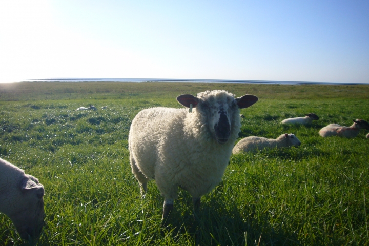 Unsere Wolllieferanten genießen den Sommer.