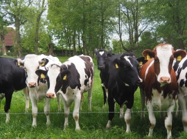 Neugierige Jungrinder am Weidezaun nebenan