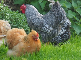 Unser Hahn Leopold mit Gefolge