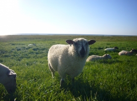 Unsere Wolllieferanten genießen den Sommer.