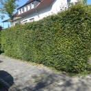 Blaues Haus im Mausefallen-Dorf Neroth